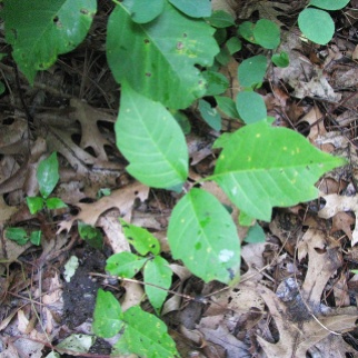 Poison Oak. Note the longer stem on the center leaf, holding it apart from the other two leaves.