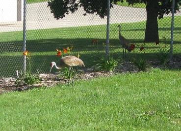 Somehow, the pair ended up on opposite sides of the chain link fence.